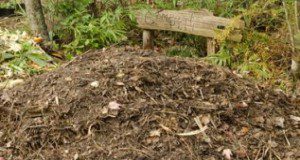 Compost pile without receptacle. Credits: Tiare Silvasy, UF/IFAS