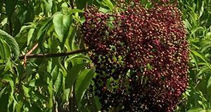 Photo of elderberries still on the tree and surrounded by elder leaves.
