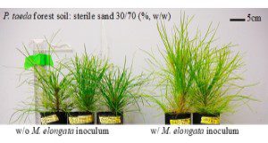 Growth enhancement of loblolly pine (<i>Pinus taeda</i>) in response to inoculation of <i>M. elongata</i> (Isolate PMI93). After inoculation, seedlings of <i>P. taeda</i> were grown in sterile sand or natural soil systems (30% soil collected from <i>P. taeda</i> forest, Durham, NC, mixed with 70% sterile sand [w/w]) for 10 months. Credits: Hui-Ling Liao, UF/IFAS